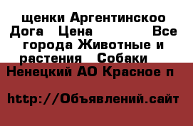 щенки Аргентинскоо Дога › Цена ­ 25 000 - Все города Животные и растения » Собаки   . Ненецкий АО,Красное п.